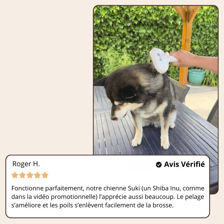 SteamGroom | Un brossage sans douleur